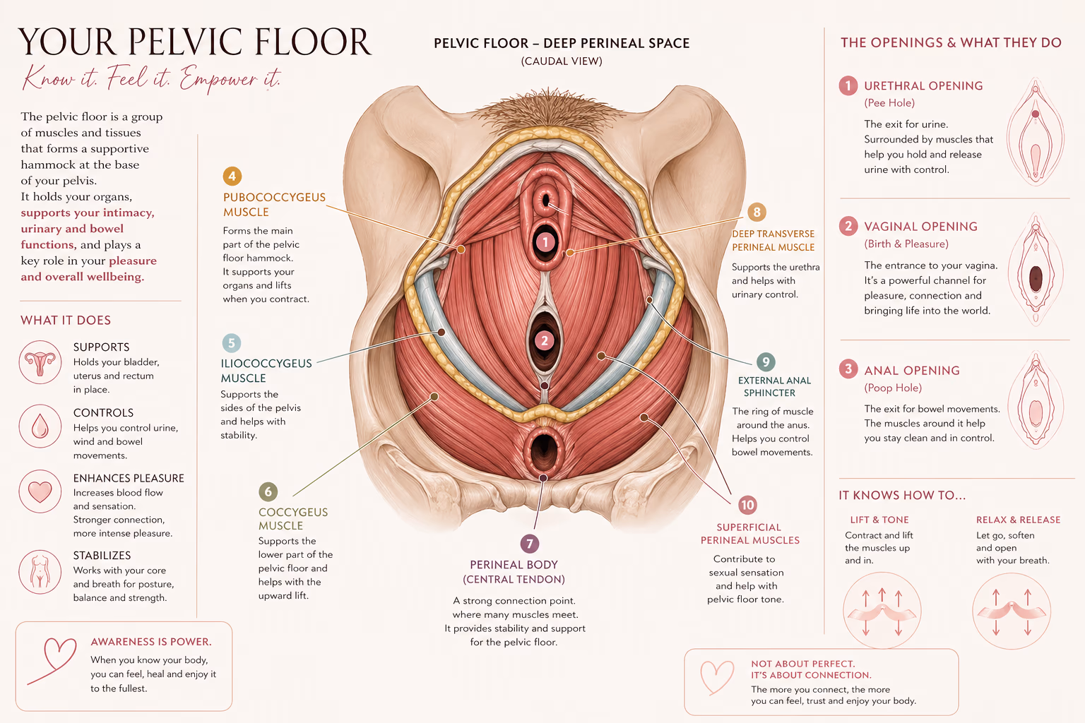 Pelvic floor anatomy: muscles, openings and the actions each part performs in support, control and pleasure.